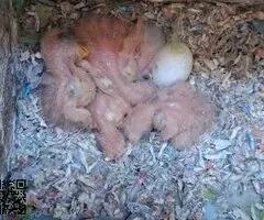 Agapornis papilleros (roseicollis) - 2