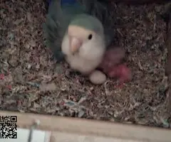 Agapornis papilleros (roseicollis) - 4