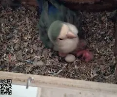 Agapornis papilleros (roseicollis) - 5