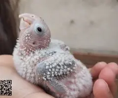 PYRRHURAS PAPILLERAS