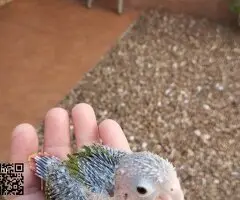 PYRRHURAS PAPILLERAS - 2