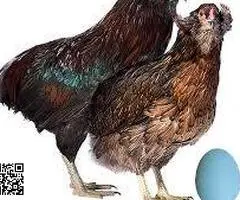 Se ceden huevos fecundados de gallinas y otras aves de granja