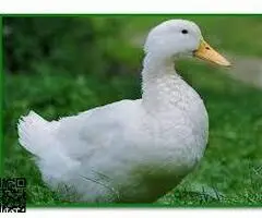 Se ceden huevos fecundados de gallinas y otras aves de granja - 3