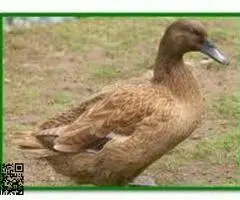 Se ceden huevos fecundados de gallinas y otras aves de granja - 4