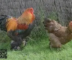 Se ceden huevos fecundados de gallinas y otras aves de granja - 5
