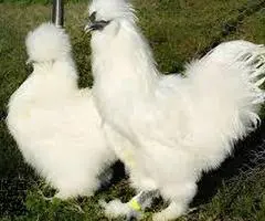 Se ceden huevos fecundados de gallinas y otras aves de granja - 6