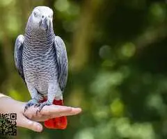 African Grey Parrots