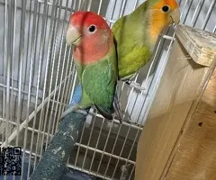 Agaporni papillero - 2