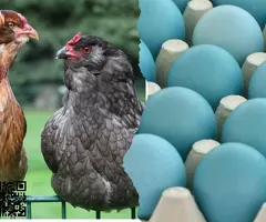 Se ceden huevos fecundados de gallinas y otras aves de granja - 5