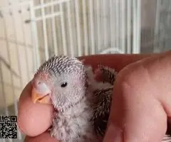 Periquitos Ingleses papilleros