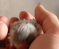 Periquitos Ingleses papilleros - 2