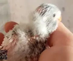 Periquitos Ingleses papilleros - 3