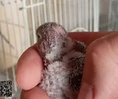 Periquitos Ingleses papilleros - 4