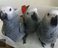 LOROS YACOS PAPILLEROS