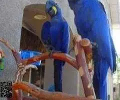 LOROS GUACAMAYOS JACINTO