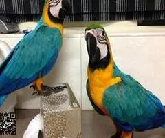 AZULE Y ORO LOROS GUACAMAYOS