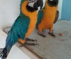 Guacamayo azul y dorado muy manso