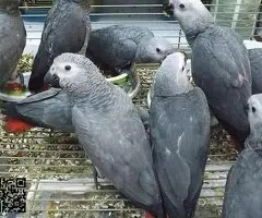 Loro gris africano parlanchín