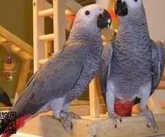 Loros grises africanos inteligentes