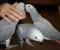 Loros Gris Africanos muy habladores