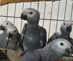 Hermosa gris africana en busca de hogar amoroso
