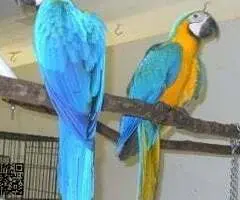 Hermosa guacamayo azul y dorado