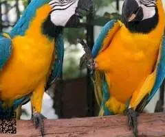 Precioso guacamayo azul y amarillo