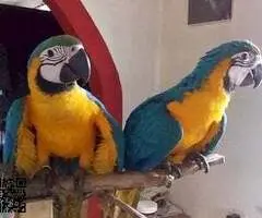 Pareja de guacamayos azul y dorado