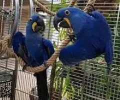 Guacamayo Jacinto azul muy manso