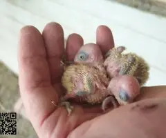 Agapornis fischery - 2