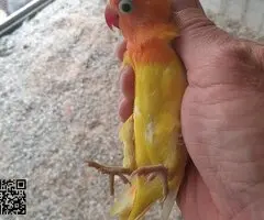 Agapornis fischery - 3