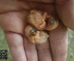 Agapornis fischery - 4