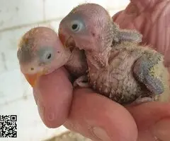 Agapornis fischery - 5