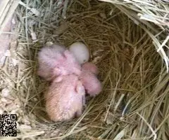 Agapornis fischery - 6