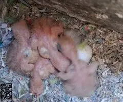 Agapornis papilleros (roseicollis)