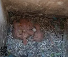 Agapornis papilleros (roseicollis) - 5