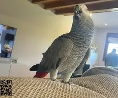 Vendo loro jaco de cola roja anillado y jaula grande para el