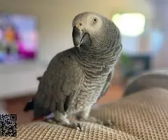 Vendo loro jaco de cola roja anillado y jaula grande para el - 2