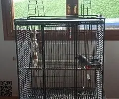 Vendo loro jaco de cola roja anillado y jaula grande para el - 3