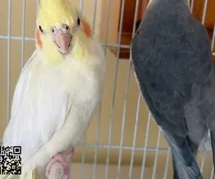 Pareja reproductora de Ninfas