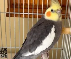 Pareja reproductora de Ninfas - 2