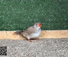 Pareja de Diamantes Mandarines