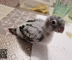 Pyrrhura hipoxanta papillera