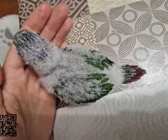 Pyrrhura hipoxanta papillera - 2