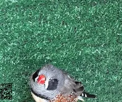 Pareja de Diamante Mandarin Gigante