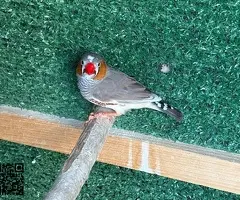 Pareja de Diamantes Mandarines