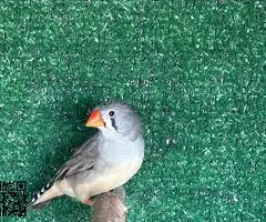 Parejas de Diamantes Mandarines - 2