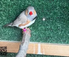 Parejas de Diamantes Mandarines - 3