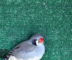 Parejas de Diamantes Mandarines - 4