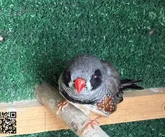 Parejas de Diamantes Mandarines - 6